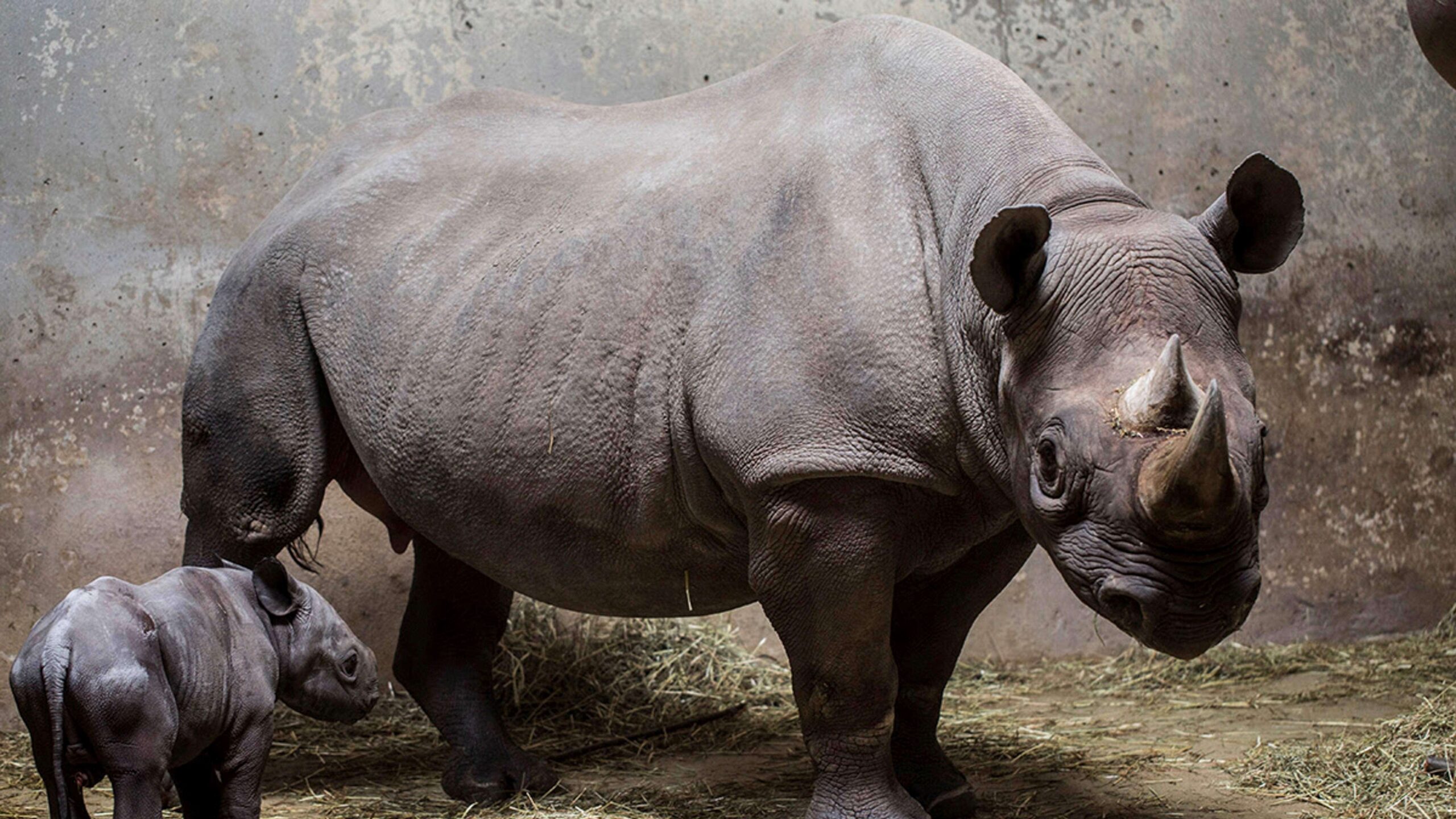 Nace un rinoceronte negro en zoológico de Chicago