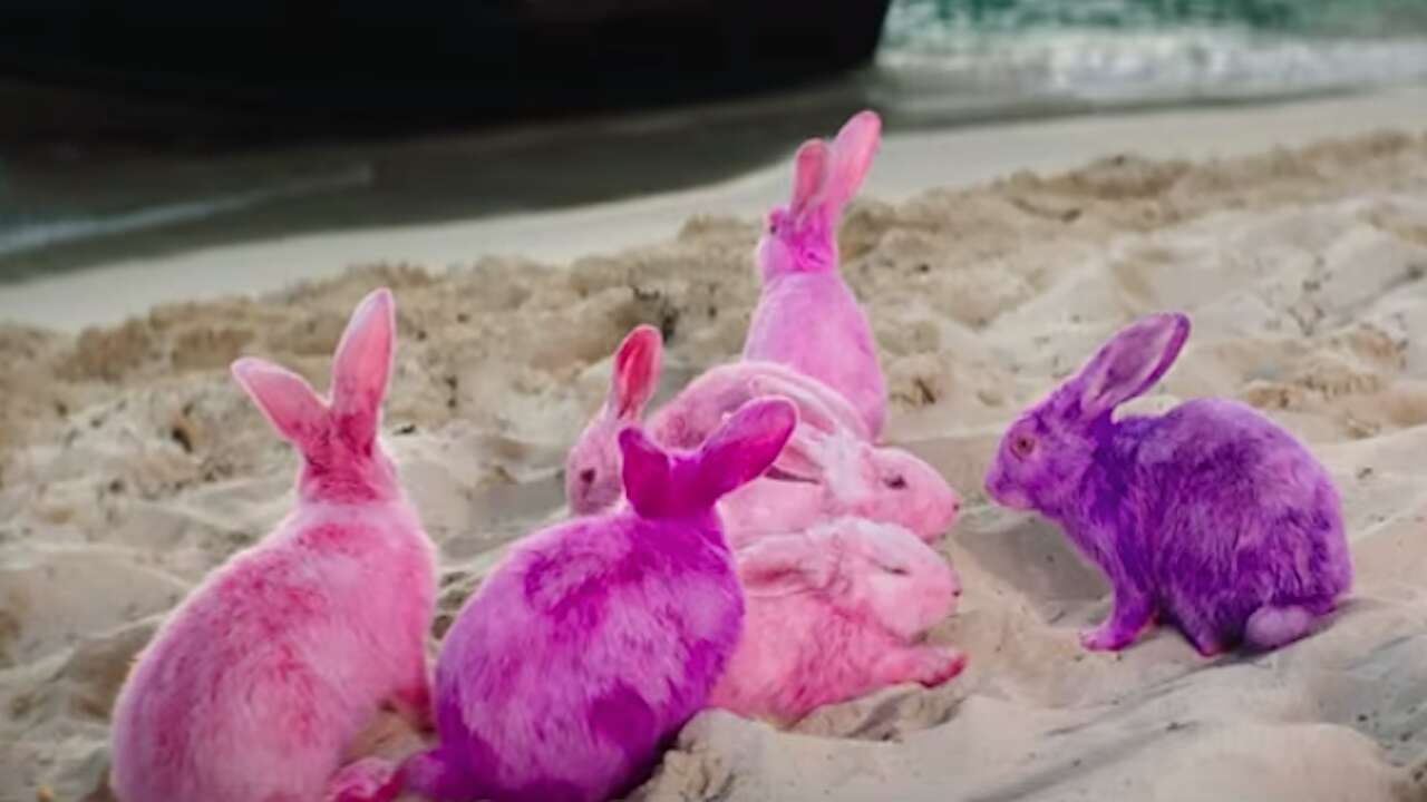 Conejos en vídeo de Bad Bunny siempre fueron protegidos