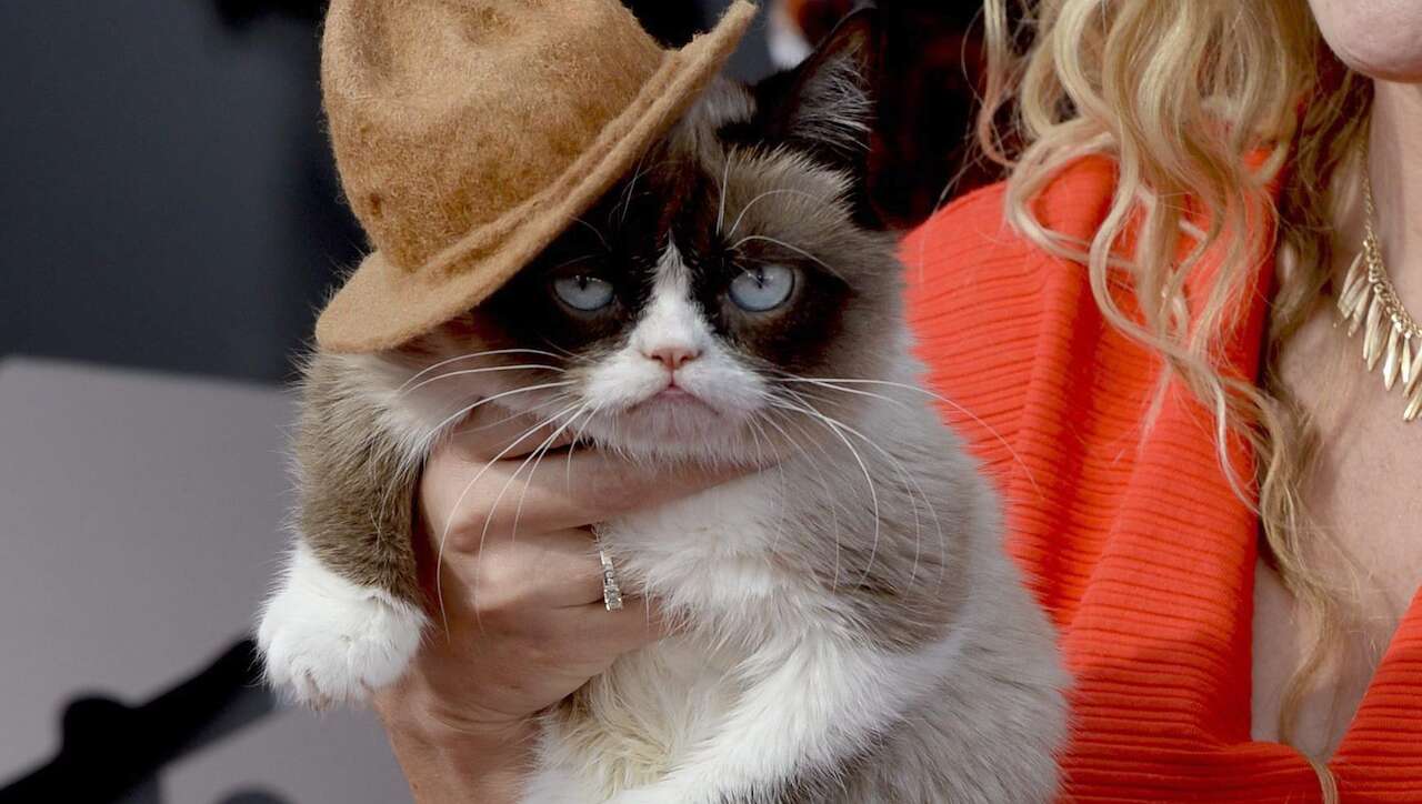 Descansa en paz la gata gruñona