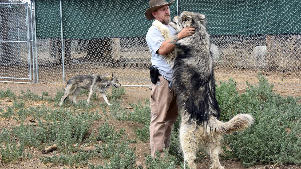 Los lobos son más sociales que los perros