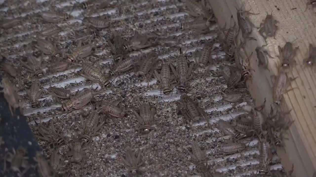 Grillos y otros insectos podrían ser la comida del futuro