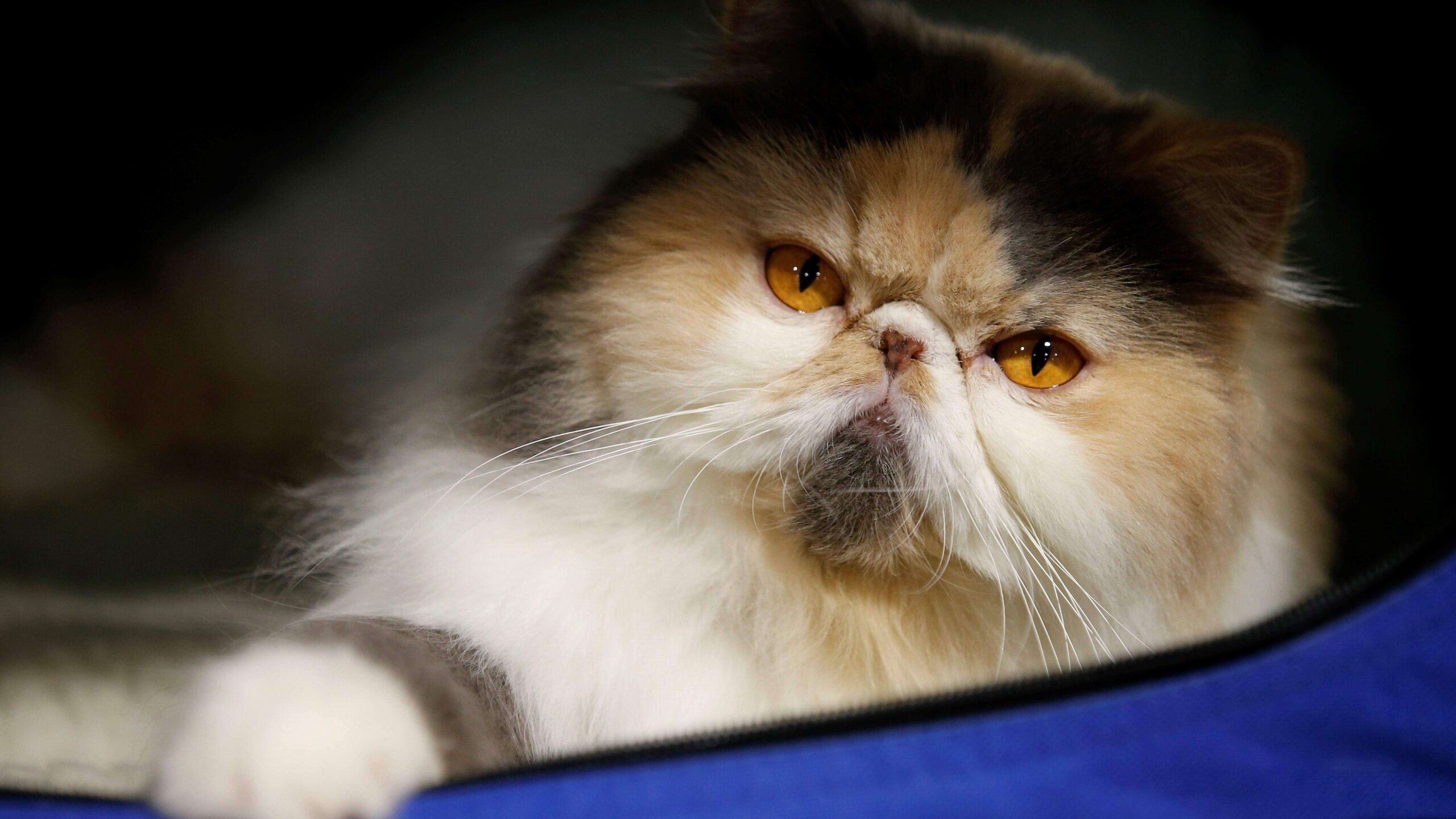 Nueva York prohibirá extirpación de uñas a gatos