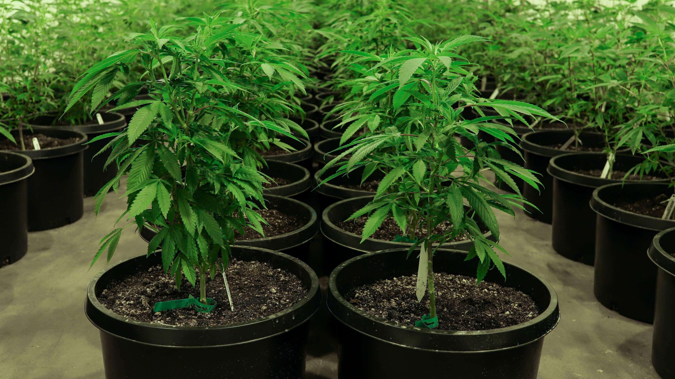 Illinois es el primer estado en legalizar completamente el uso del cannabis