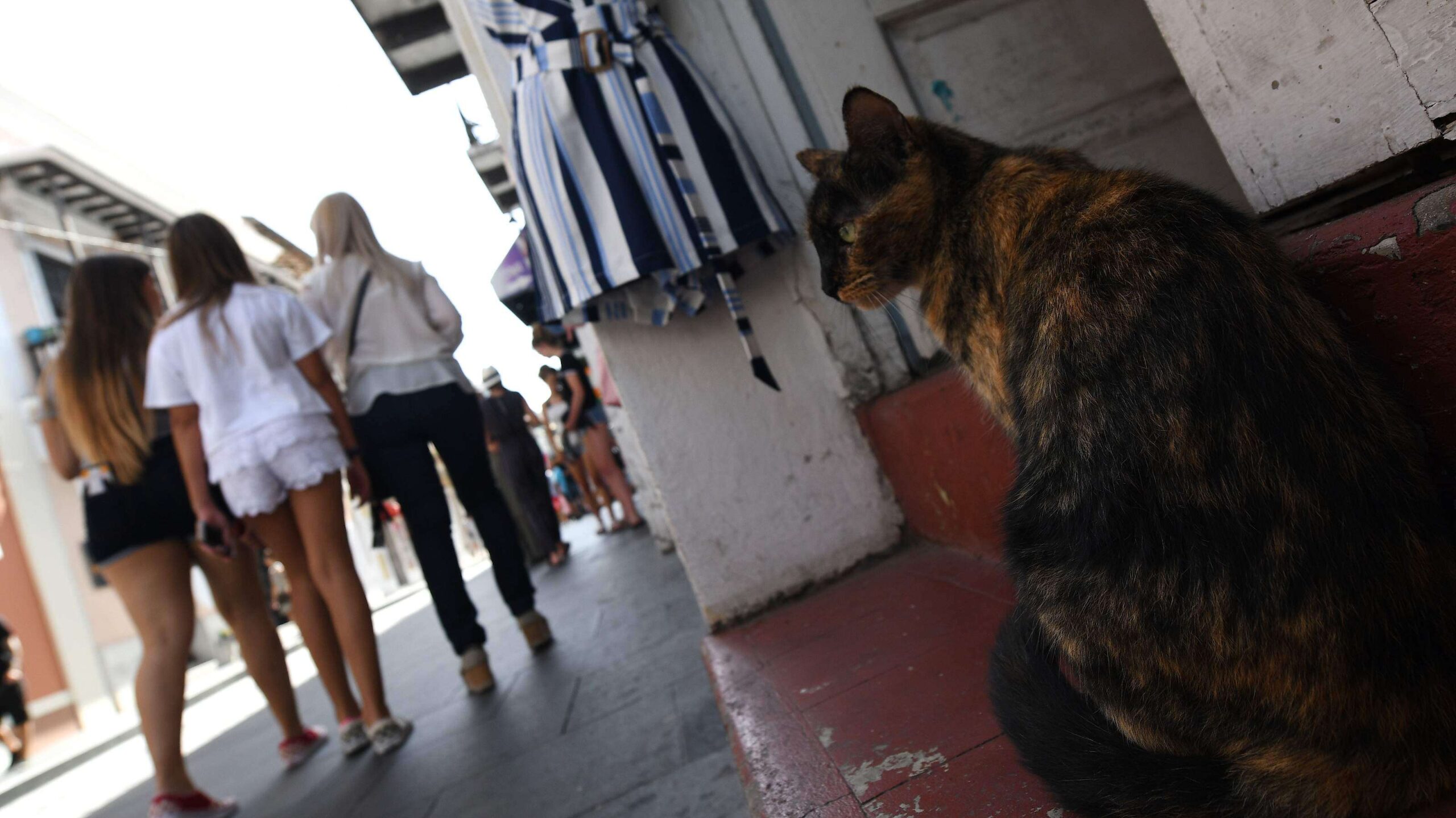 Soplan aires de normalidad en el Viejo San Juan