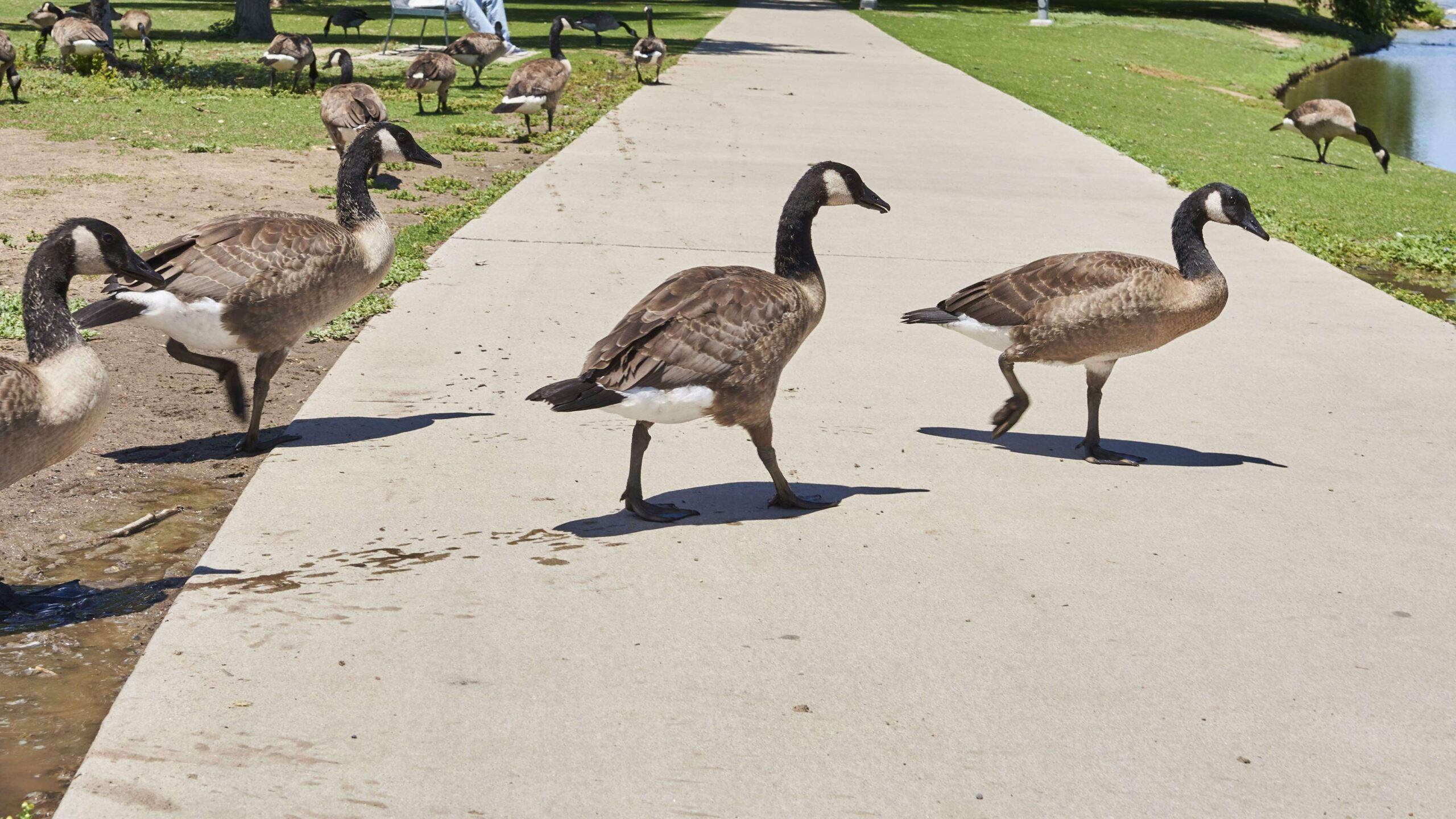 624 Ganso Enojado Fotos de stock - Fotos libres de regalías de Dreamstime, image size:2560x1440