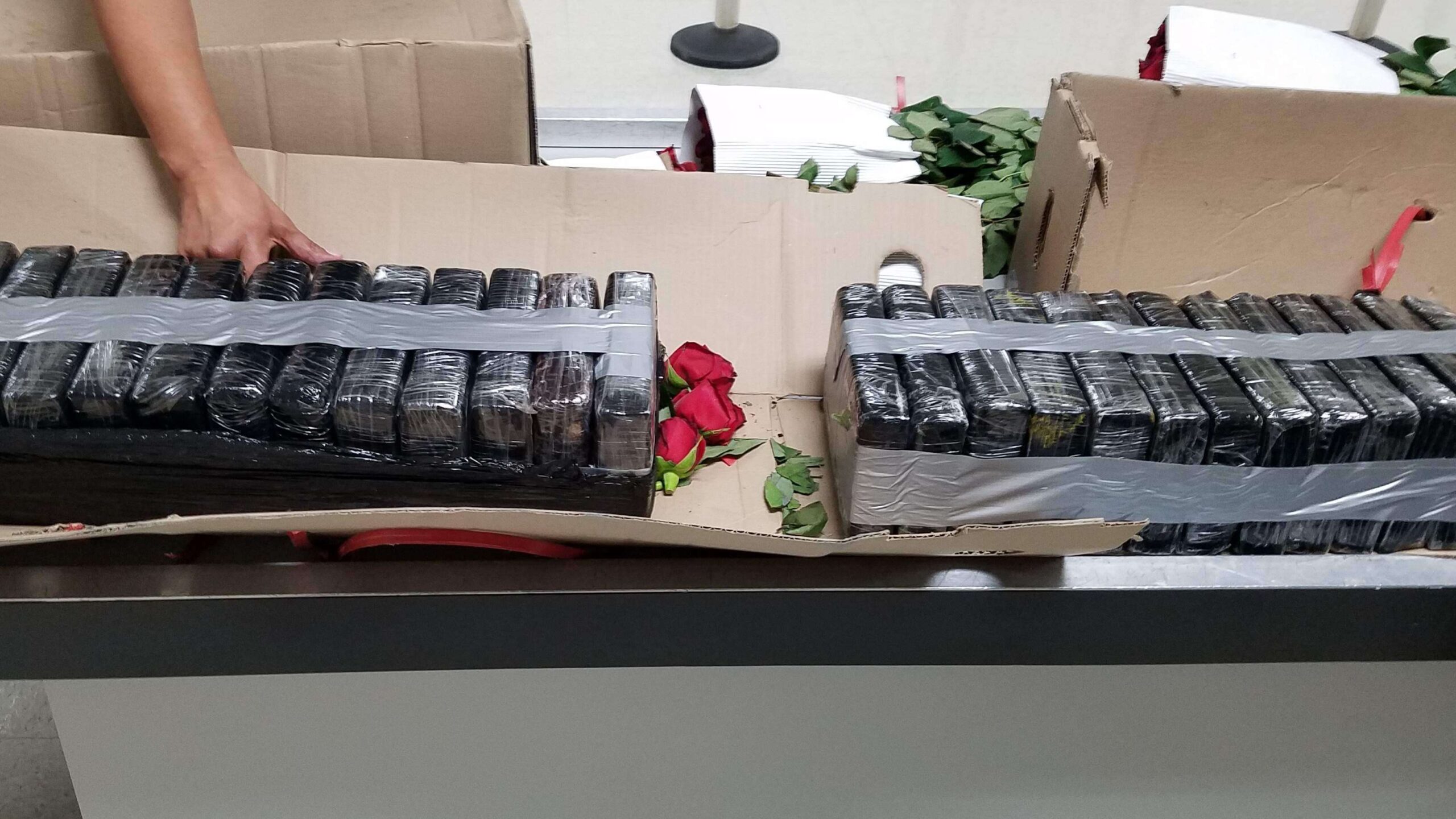 Descubren cocaína entre rosas que enviaron al Aeropuerto Rafael Hernández
