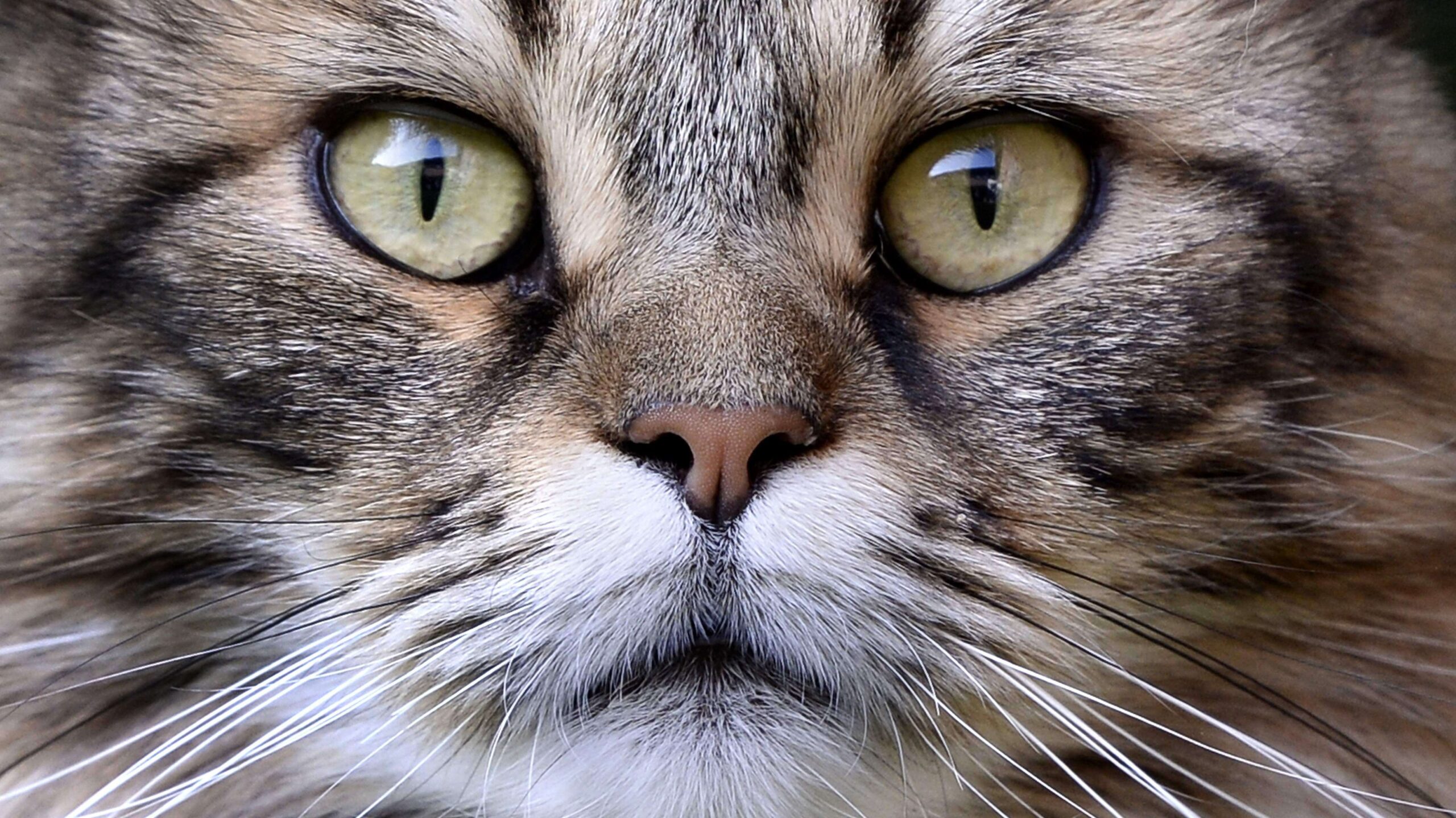 Florida también quiere prohibir el quitarle las uñas a los gatos