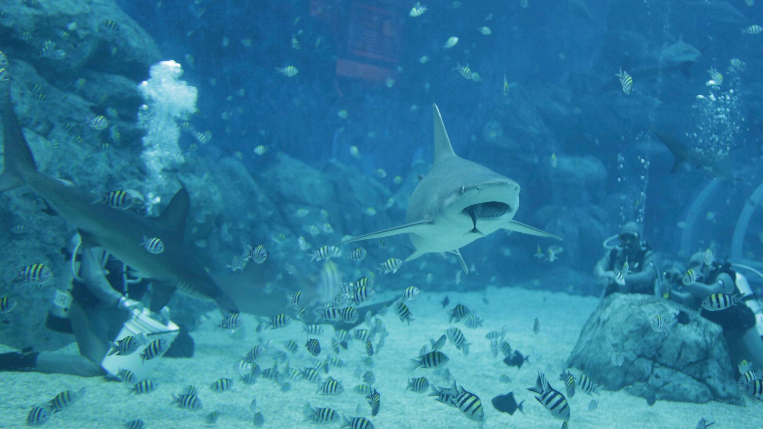 Tiburones muerden a dos personas en playa de Florida