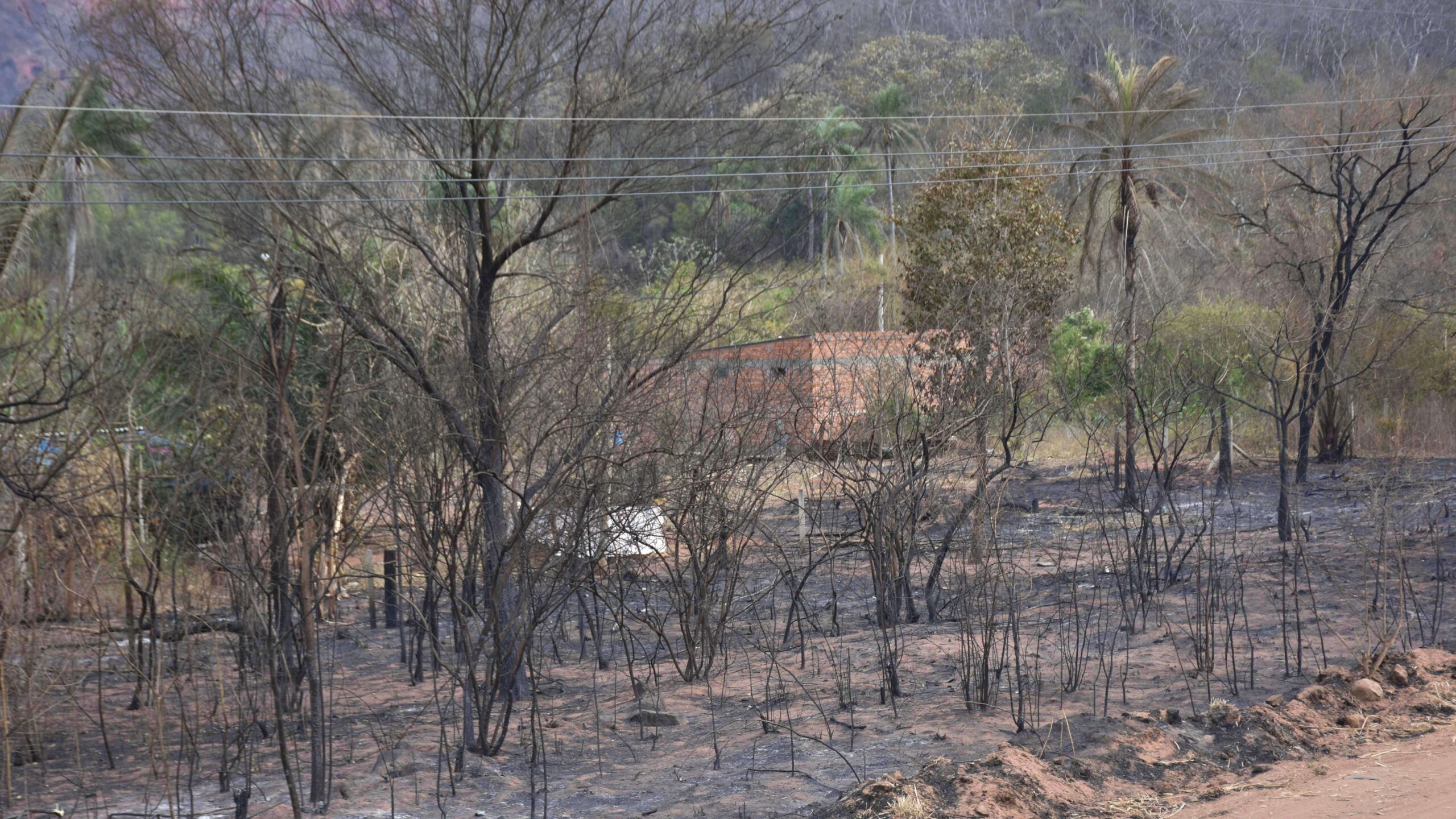 Estado de Bolivia tomará medidas drásticas para reforestar
