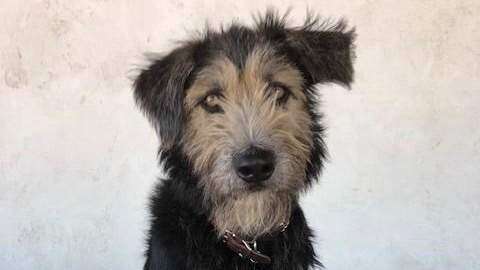 Esperanzados de que nueva estrella de Disney impulse el rescate de perros