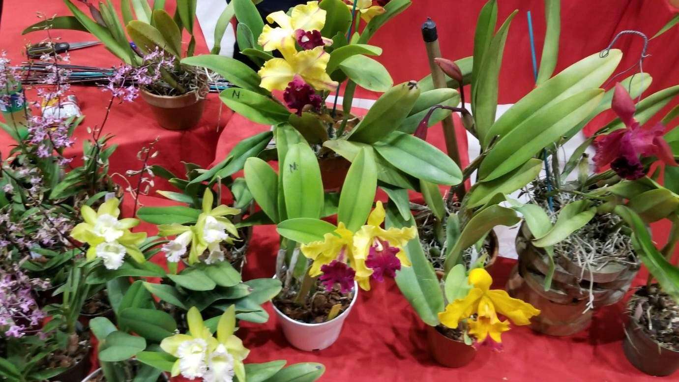 Conoce actividades de las que puedes gozar esta semana