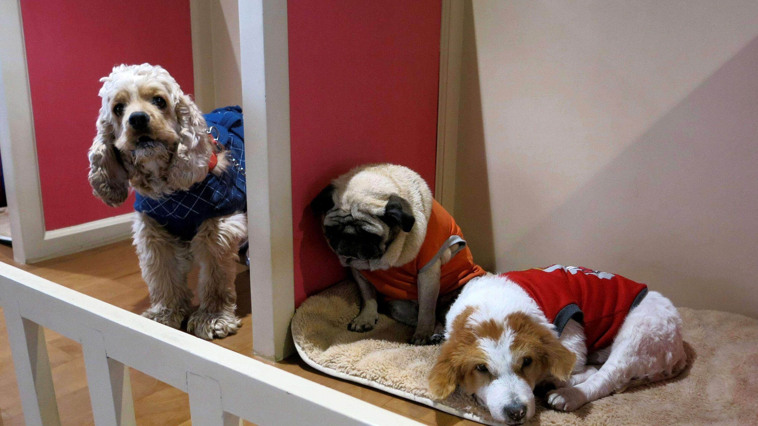 Dorian provocó la muerte de más de 200 perros en Bahamas