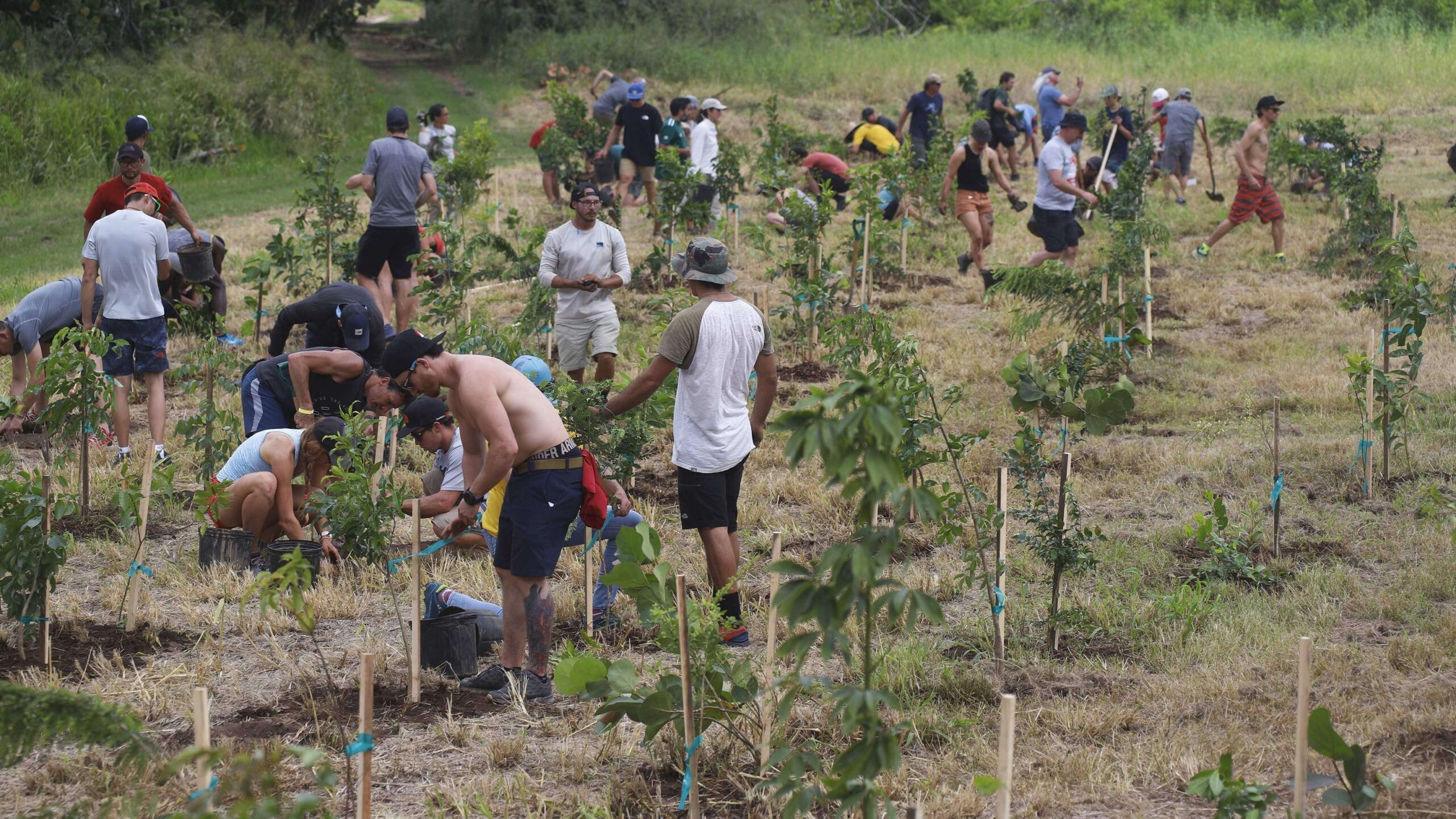 Exitoso programa de reforestación masiva a dos años de María