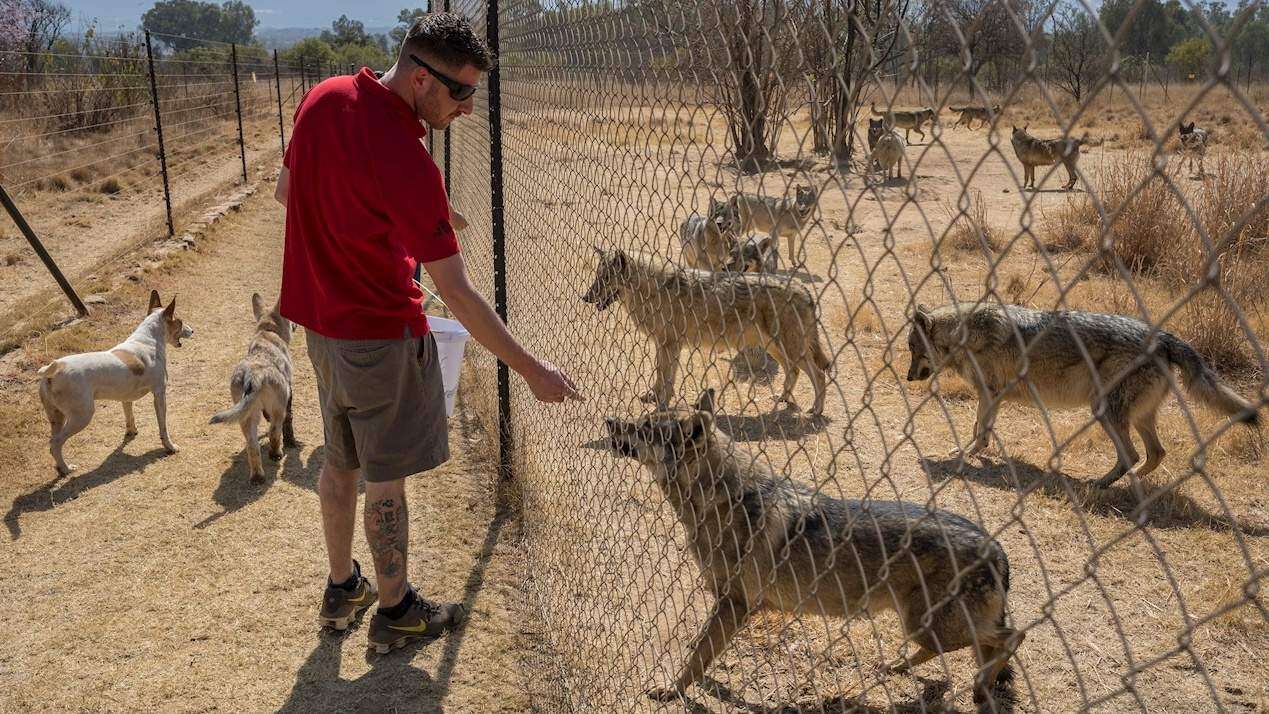 Manada de lobos canadienses es rescatada encuentra nuevo hogar