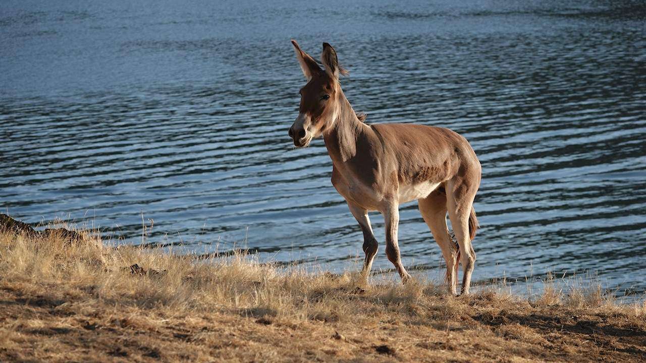 Salvan a una burra atrapada hace tres años en un islote