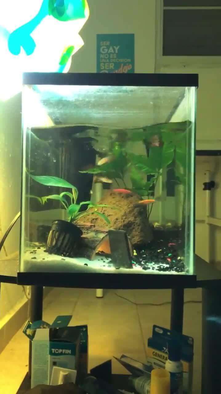 Así se sintió el temblor en Río Piedras