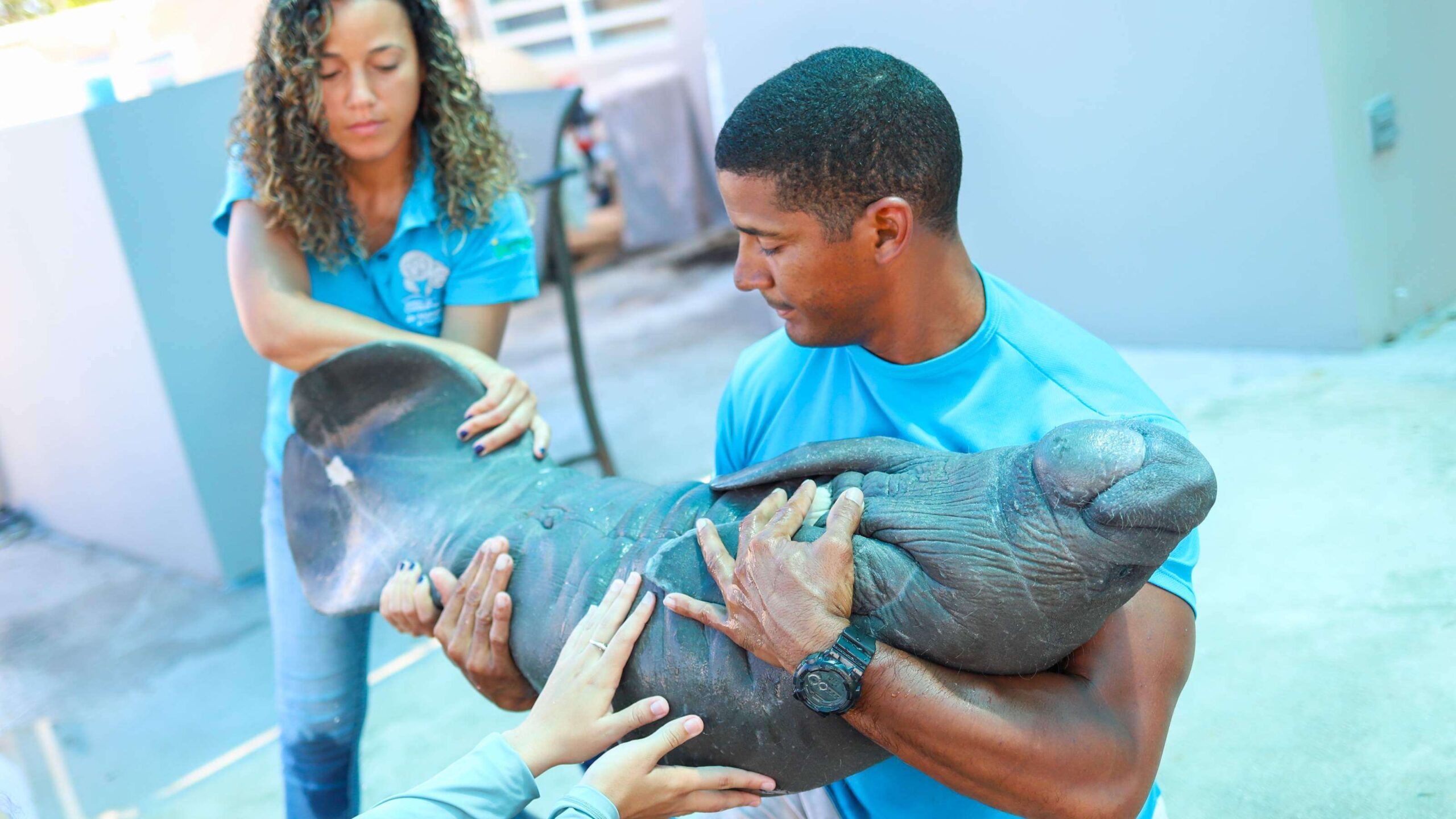 ‘Se miran pero no se tocan’ los manatíes en las costas