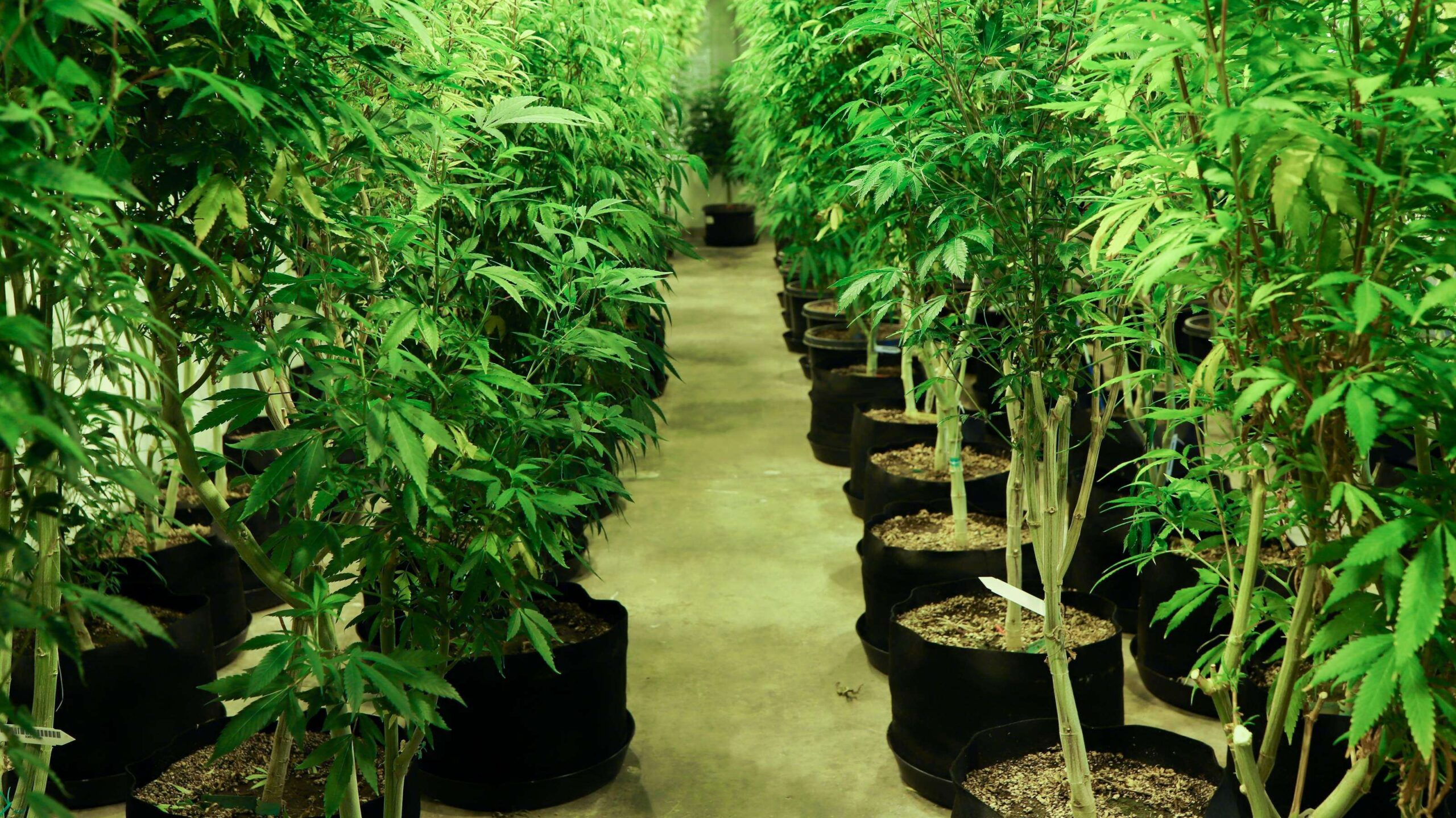 12 empresas serán las primeras en cultivar cáñamo en Puerto Rico