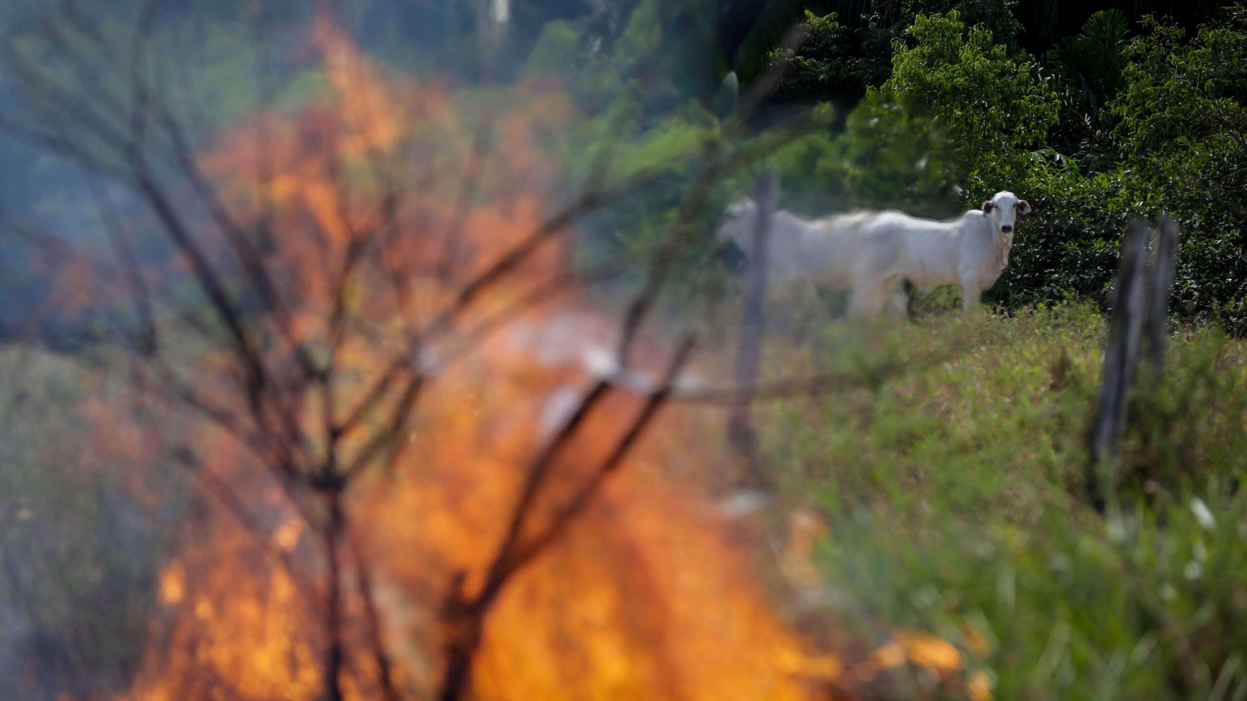 Reservas indígenas y naturales son verdaderas víctimas de fuegos en Amazona