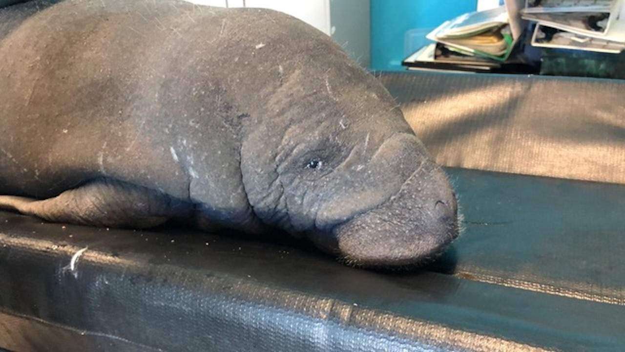 Rescatan bebé manatí en Salinas