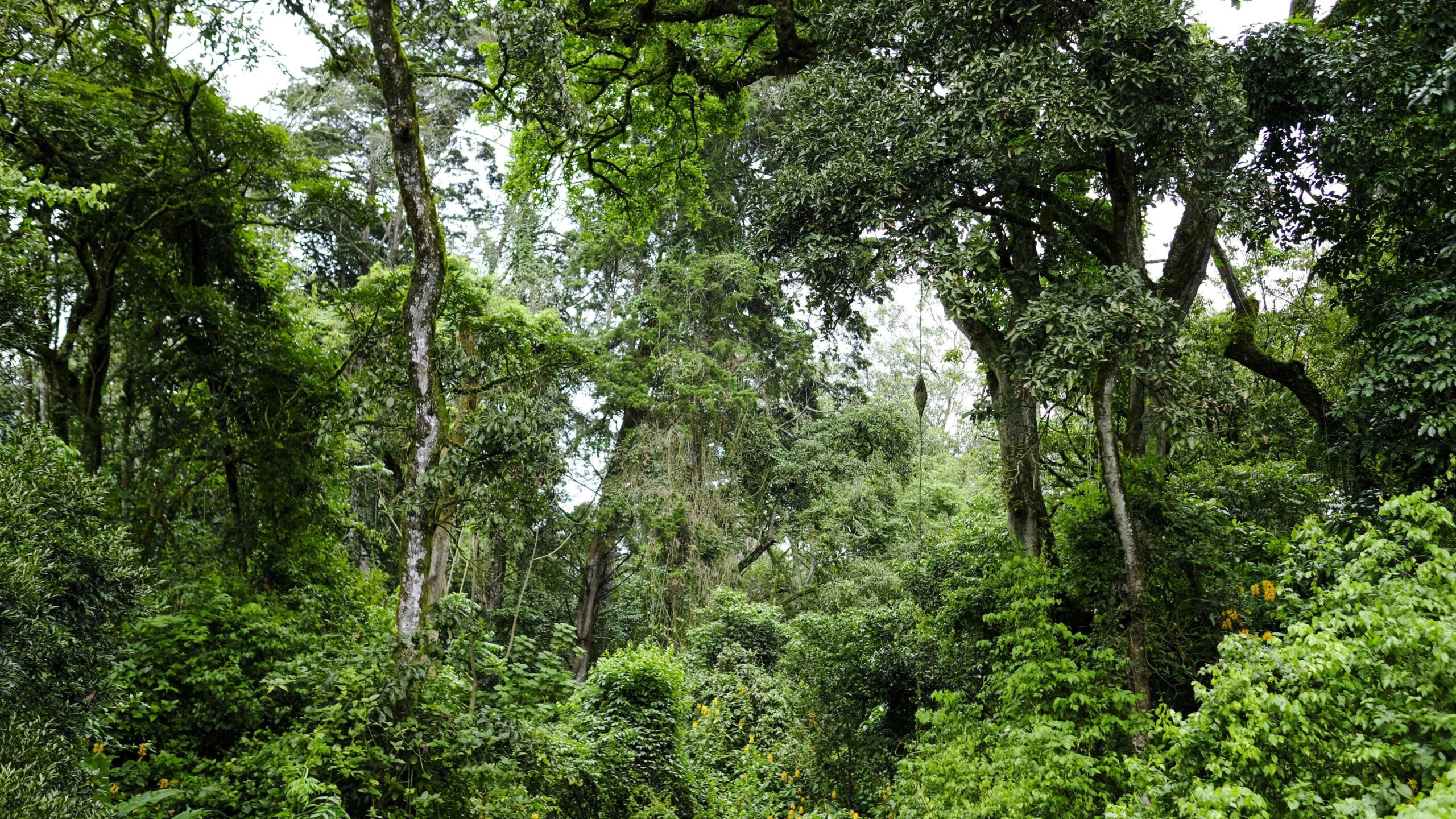 Crisis del medio ambiente afecta doblemente a los mangles