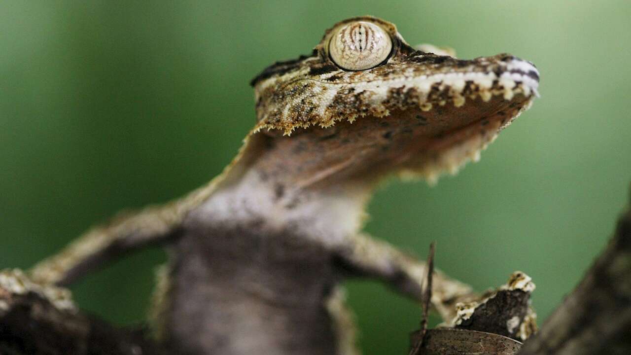El geco sale del peligro de extinción en Puerto Rico