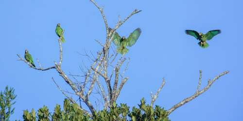 Superada la cantidad pre-María de las cotorras silvestres