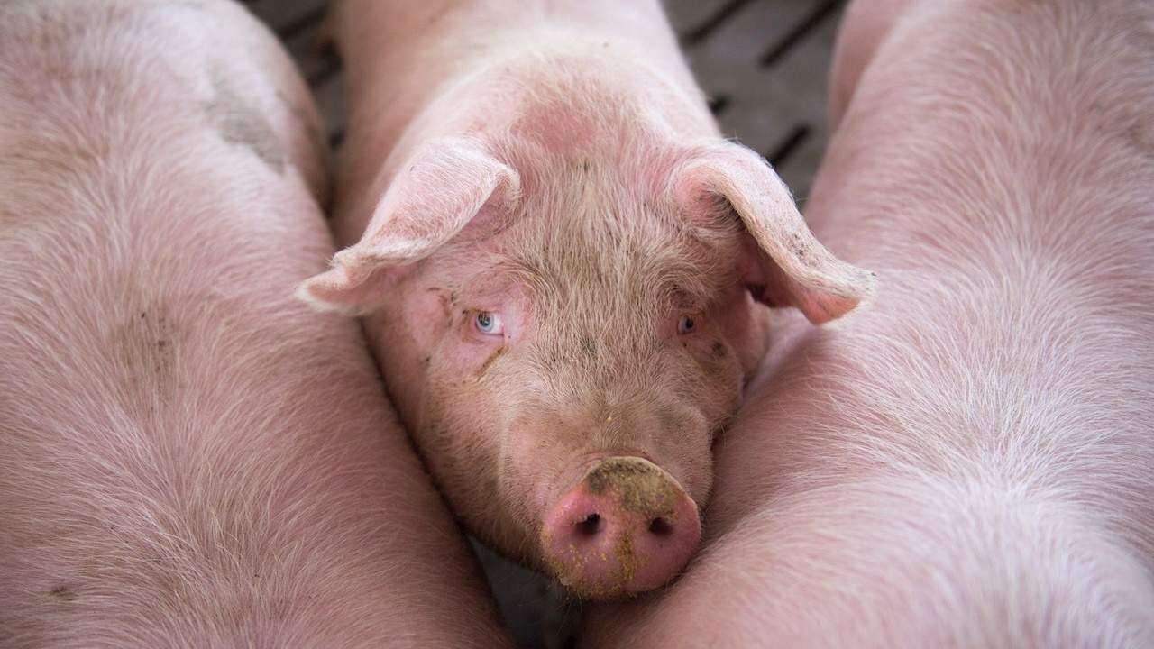 Programa televisivo ofrece oportunidad de comerse a su mascota