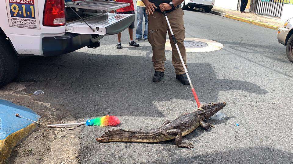 Rescatan a un caimán de alcantarilla en Vega Baja
