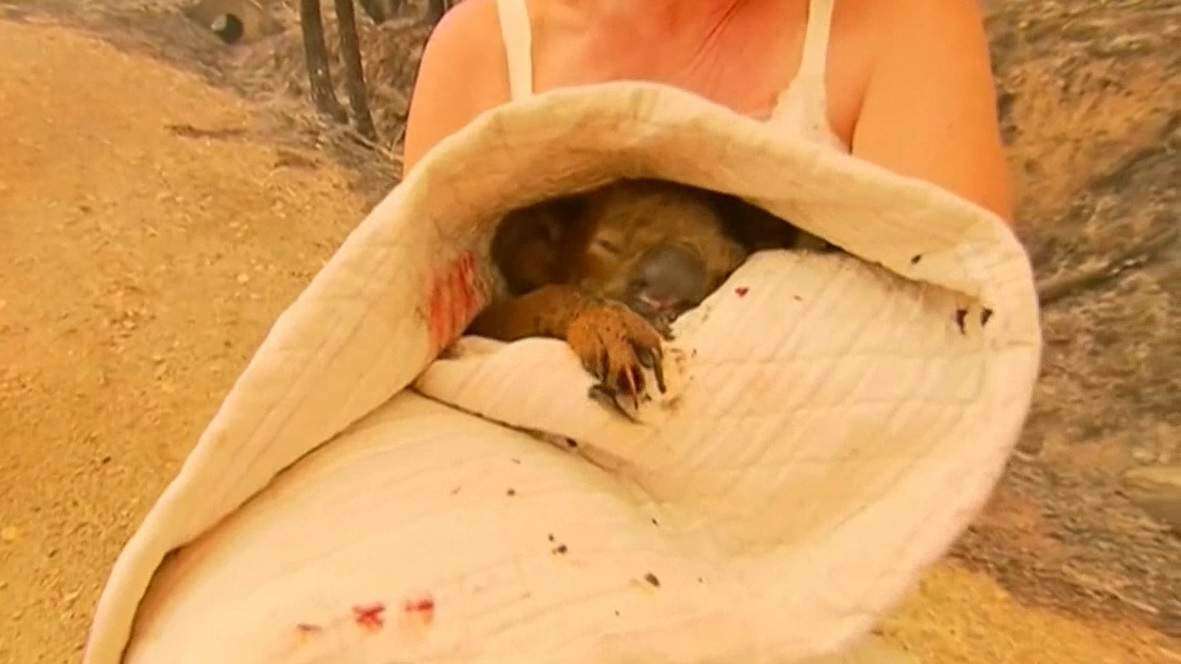 Fallece el koala Lewis, símbolo de la destrucción por incendios en Australi