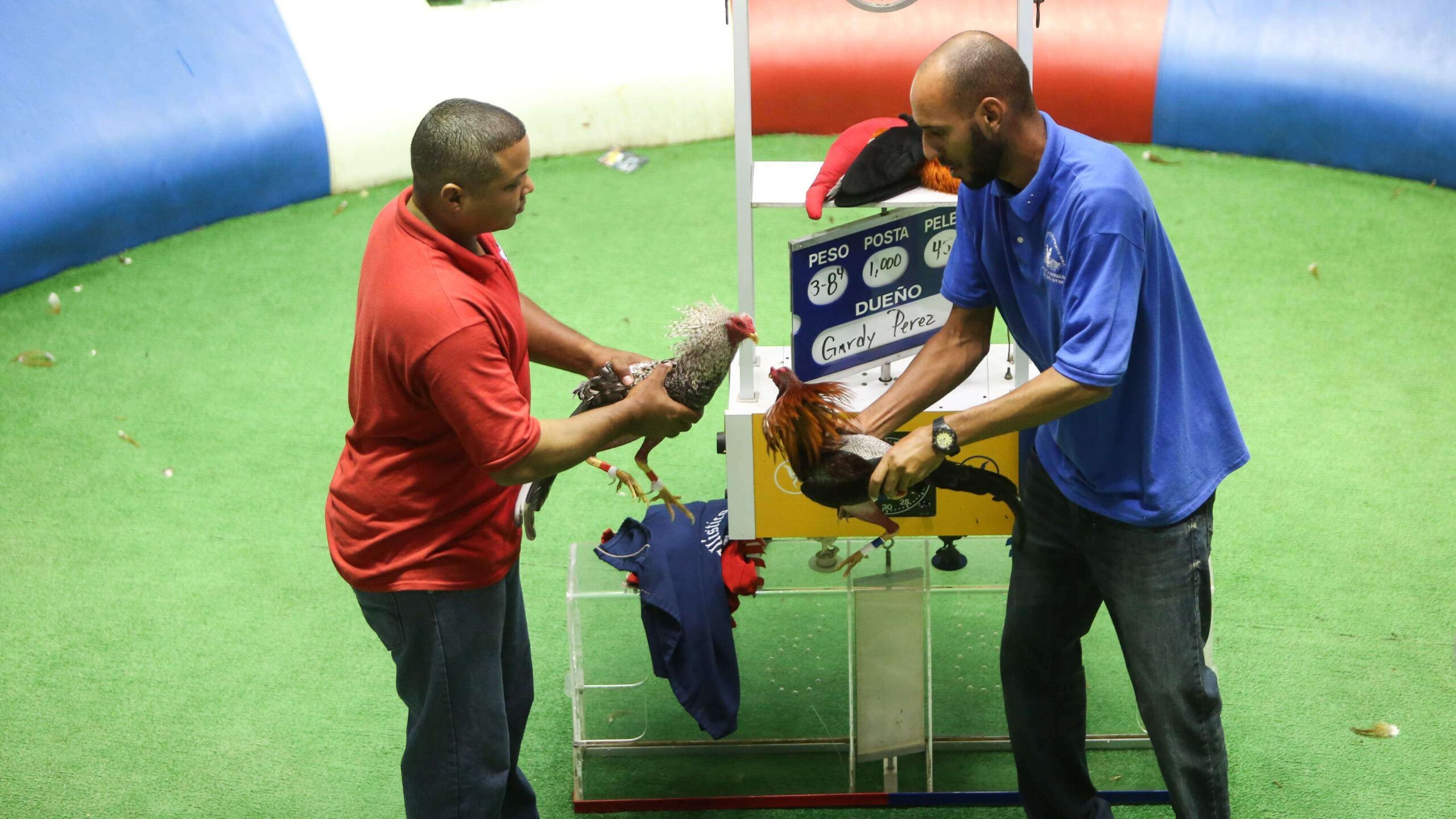 Aprueban medida que protegería las peleas de gallos