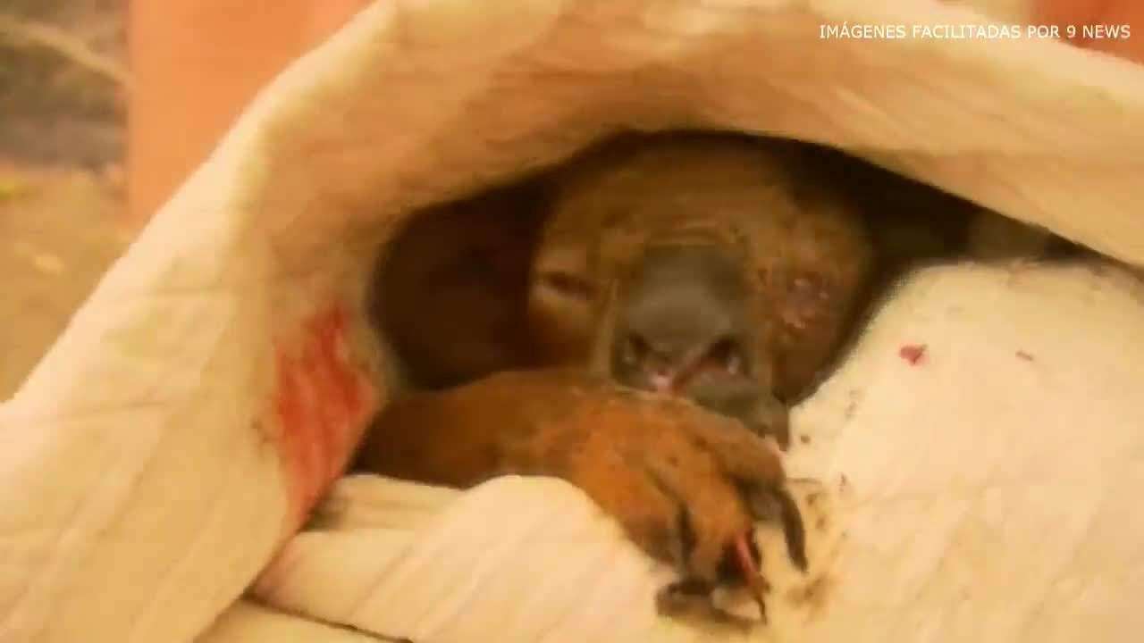 Muere el koala Lewis, rescatado de los incendios en Australia