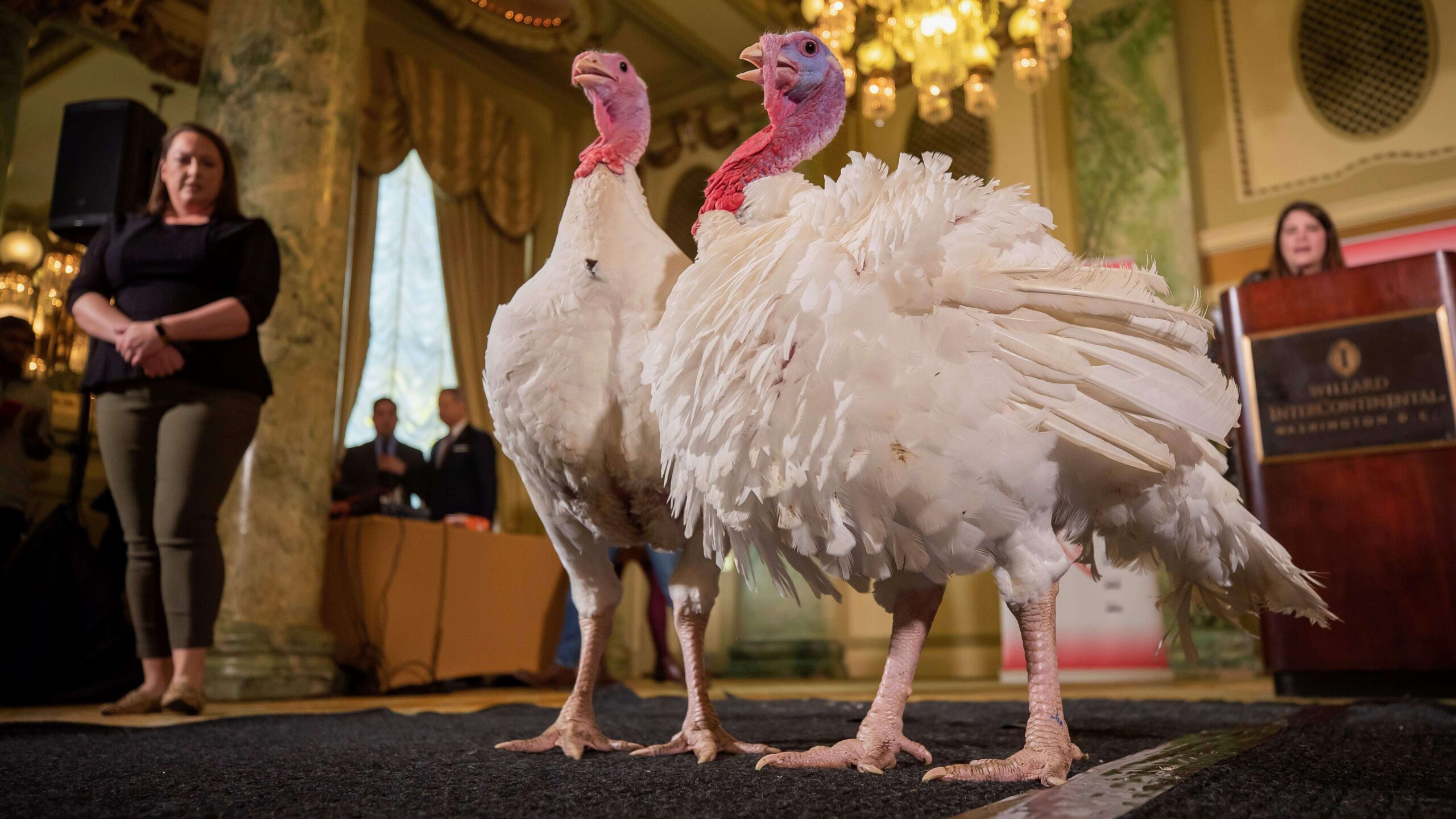 Dos pavos esperan el indulto del Presidente previo a Acción de Gracias