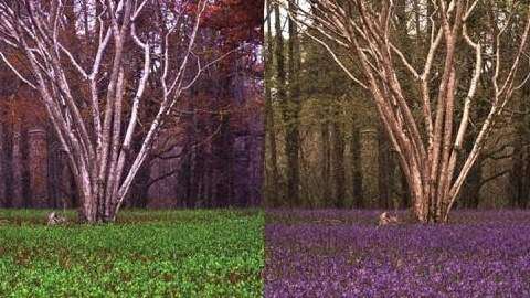 Así es el mundo a través de los ojos de los animales