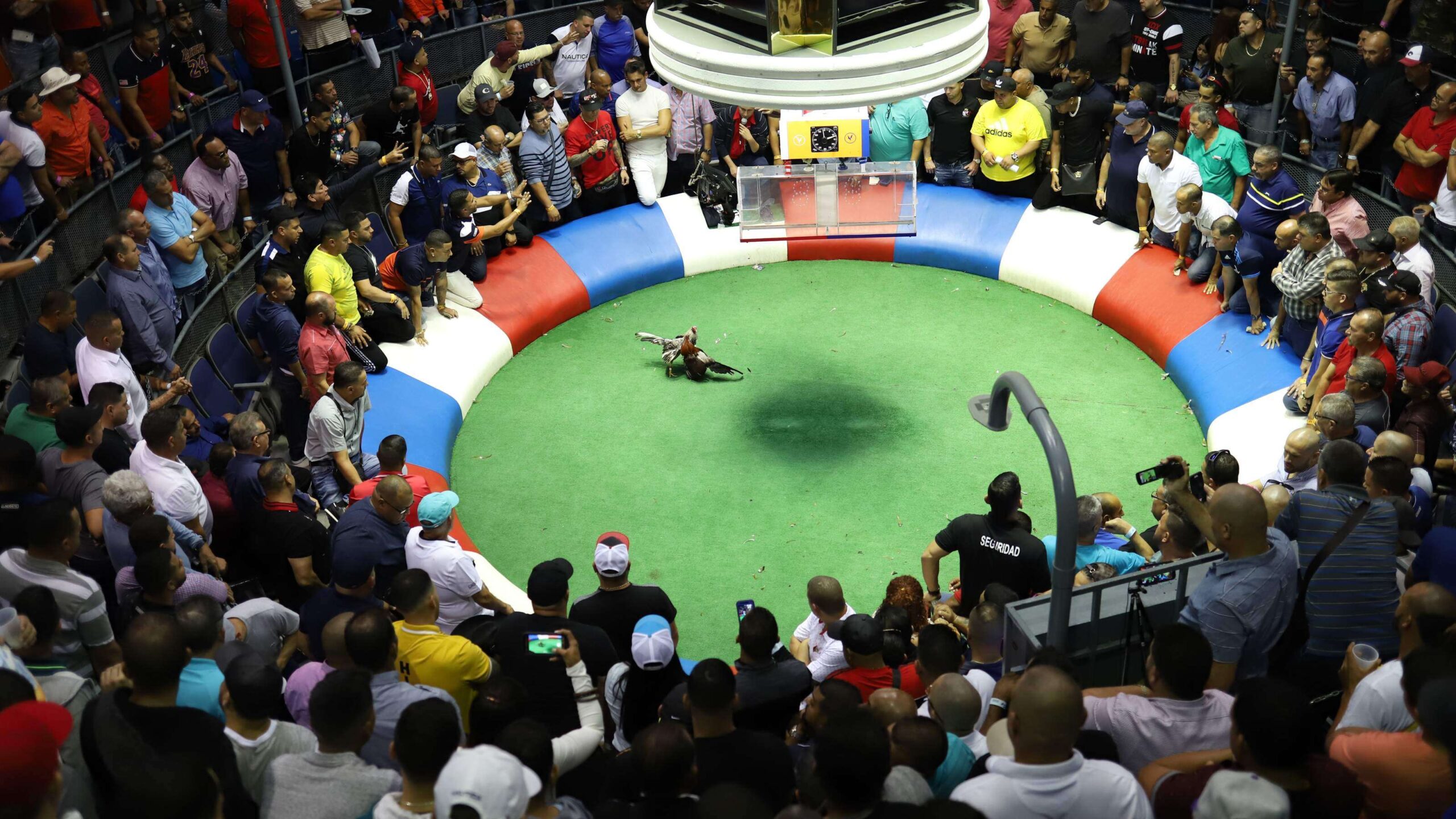 Wanda Vázquez retará prohibición federal de los gallos