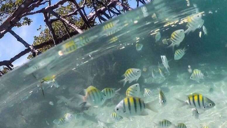 La isla también se está limpiando