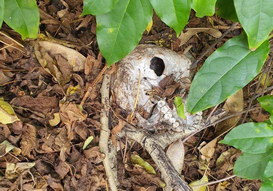 Hallan un cráneo en solar de Arecibo