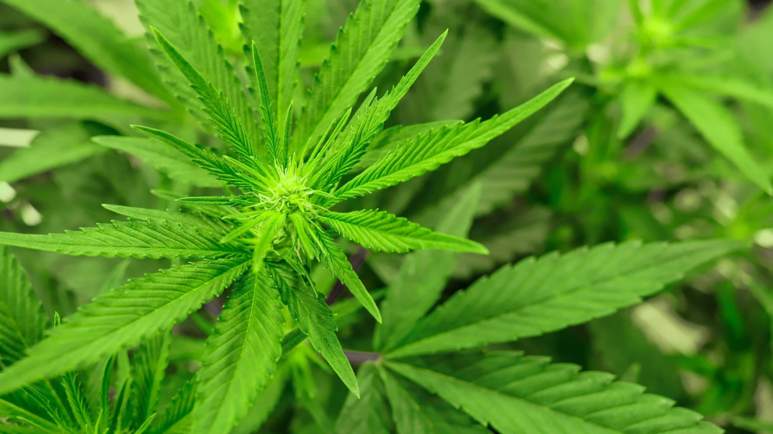 Departamento de Agricultura envía plan a USDA para desarrollo comercial de cáñamo