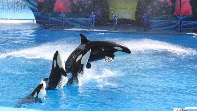 SeaWorld despide a empleados en todos sus parques
