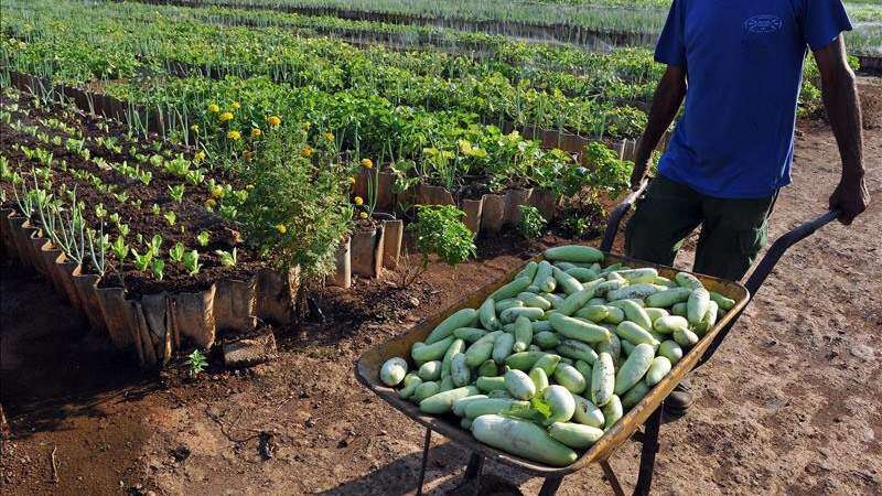 Gritan discrimen contra pequeños agricultores en programa con fondos federales