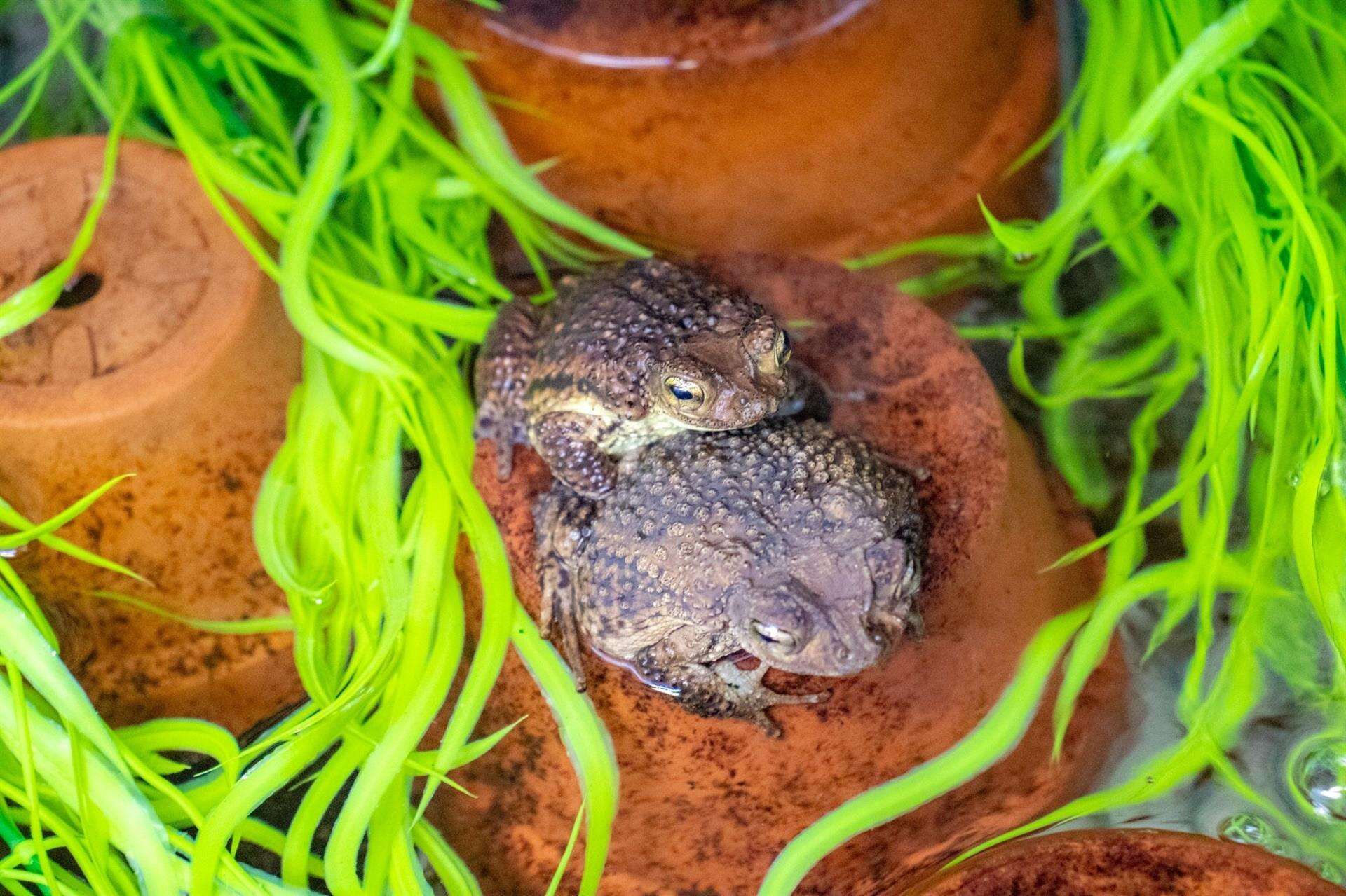 Zoológico de Florida cría sapo concho puertorriqueño que está amenazado de extinción