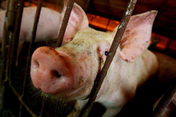 Lo que debes saber sobre la fiebre porcina