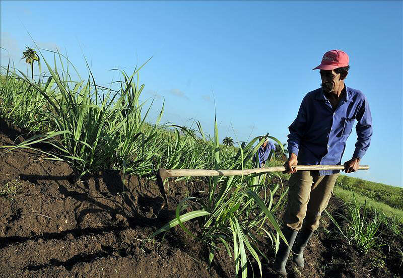 Ya es Ley extensión a cuatro años de certificado agricultor bona fide