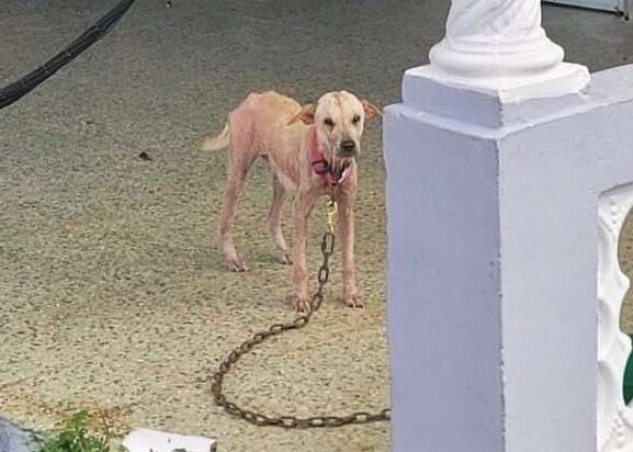 Encuentran animales muertos o desnutridos en residencia de Patillas