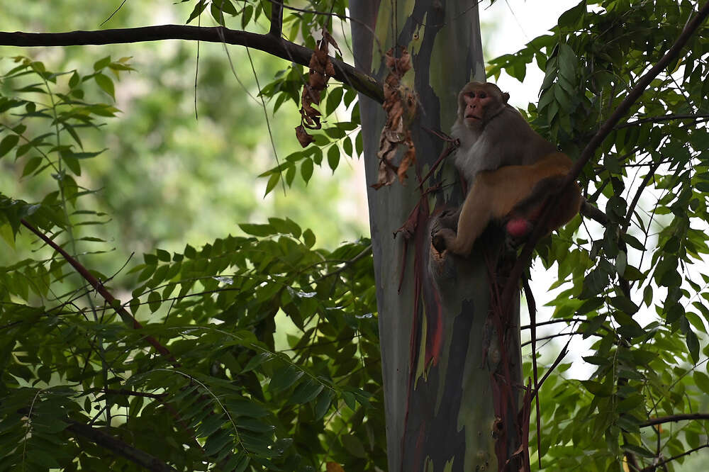 ¿Dónde está el mono de Santurce? Surgen versiones encontradas