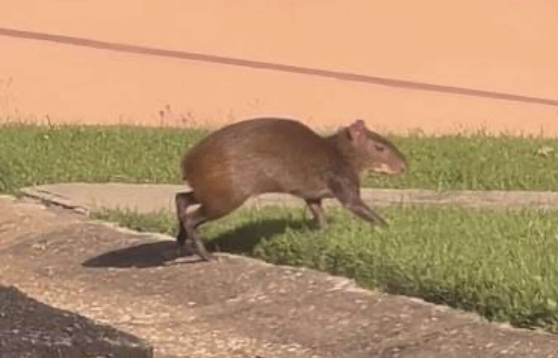Agutí avistado en Carolina pudo haber llegado a la Isla mediante tráfico de animales
