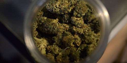 Junte de legisladores pide al Gobernador indultar presos por posesión de cannabis