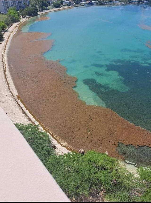 Gigante «alfombra» de 30 kilómetros cuadrados de sargazo podría llegar a PR