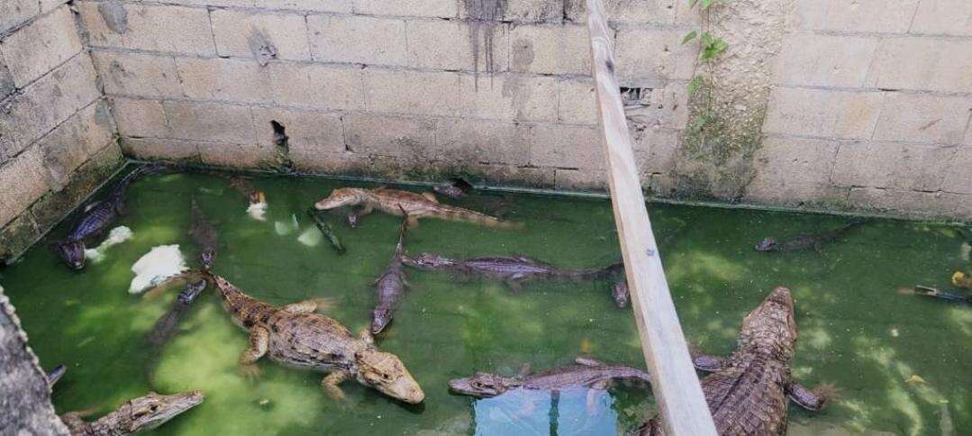 Hallan 19 caimanes en una casa abandonada en Manatí