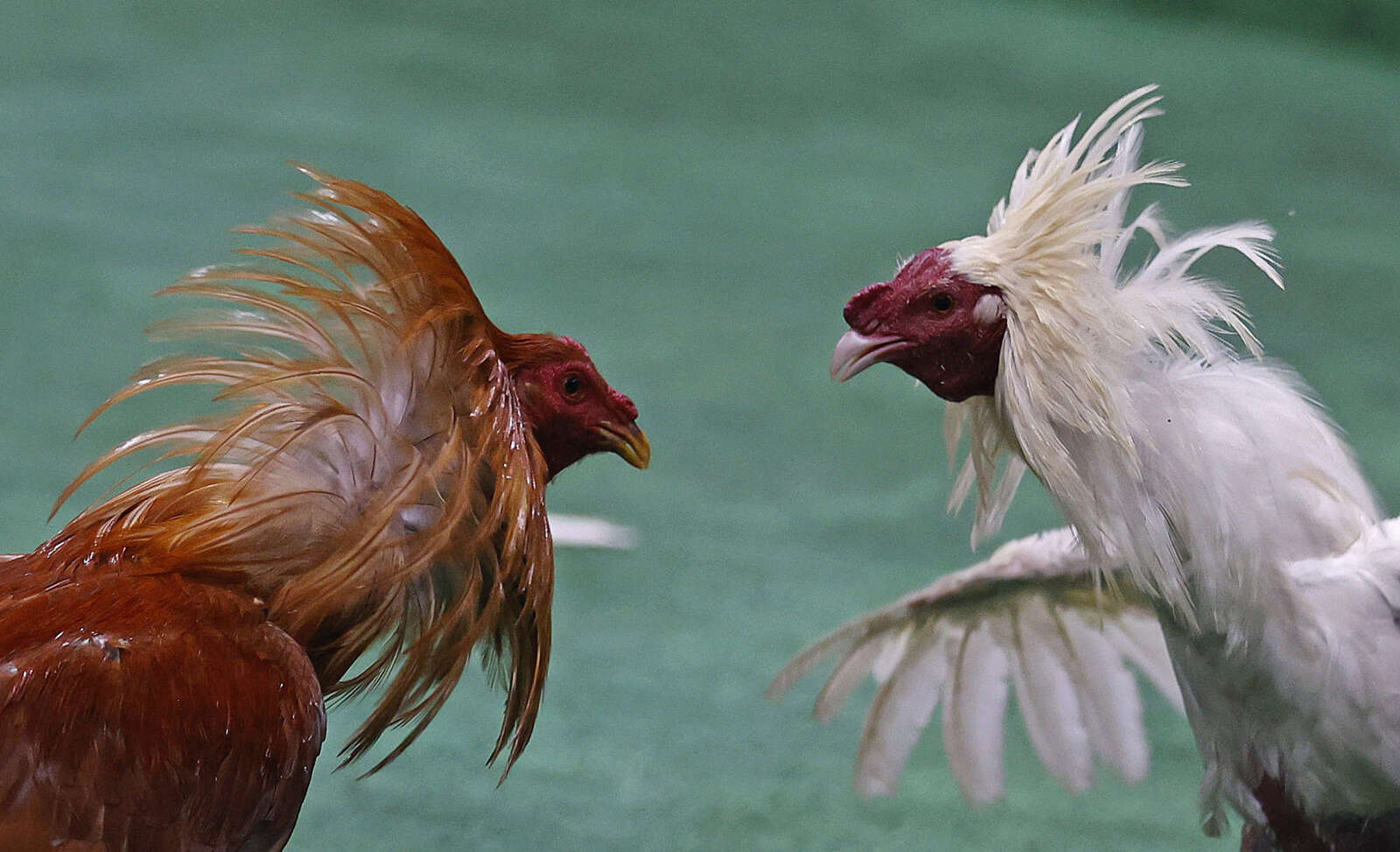 Colombia busca prohibir también las peleas de gallos